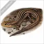 Northern Prairie Skink stock image