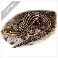Northern Prairie Skink stock image