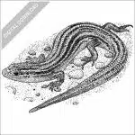 Northern Prairie Skink
