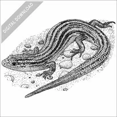 Northern Prairie Skink