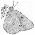 Orange Sulphur Butterfly