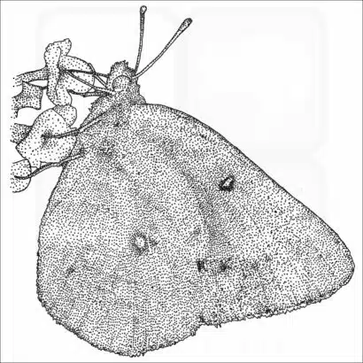 Orange Sulphur Butterfly