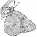 Orange Sulphur Butterfly