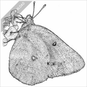 Orange Sulphur Butterfly