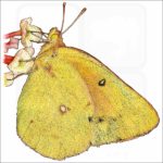 Orange Sulphur Butterfly illustration