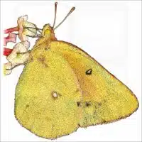 Orange Sulphur Butterfly illustration