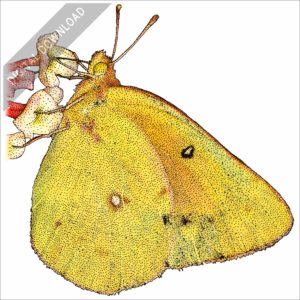 Orange Sulphur Butterfly stock image