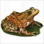 Oregon Spotted Frog illustration