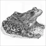 Oregon Spotted Frog
