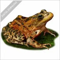 Oregon Spotted Frog stock image