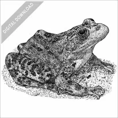 Oregon Spotted Frog