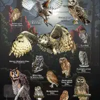 Owls of Arizona Poster print