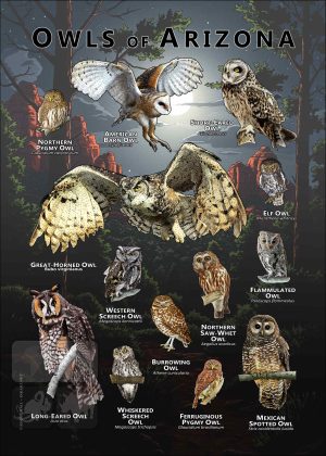 Owls of Arizona Poster print