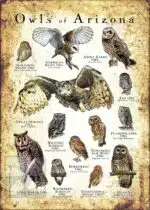 Owls of Arizona Poster Print - Image 3