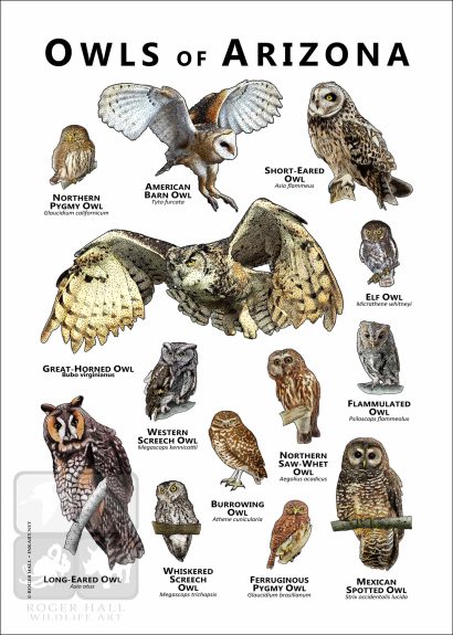 Owls of Arizona Poster Print - Image 2