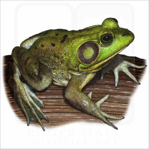 Pig Frog illustration