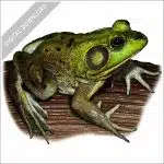 Pig Frog stock image