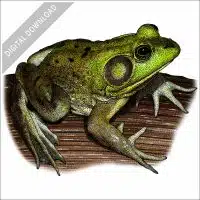 Pig Frog stock image