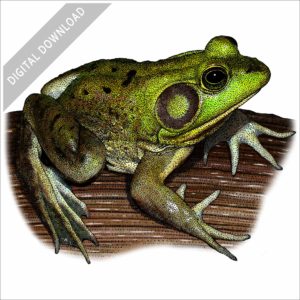 Pig Frog stock image