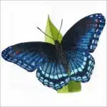 Red-Spotted Purple Butterfly illustration