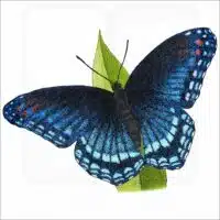 Red-Spotted Purple Butterfly illustration