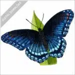 Red-Spotted Purple Butterfly stock image