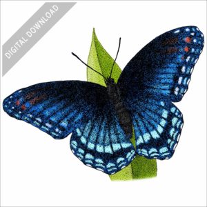 Red-Spotted Purple Butterfly stock image