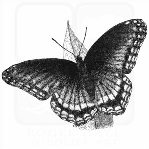 Red-Spotted Purple Butterfly