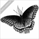 Red-Spotted Purple Butterfly