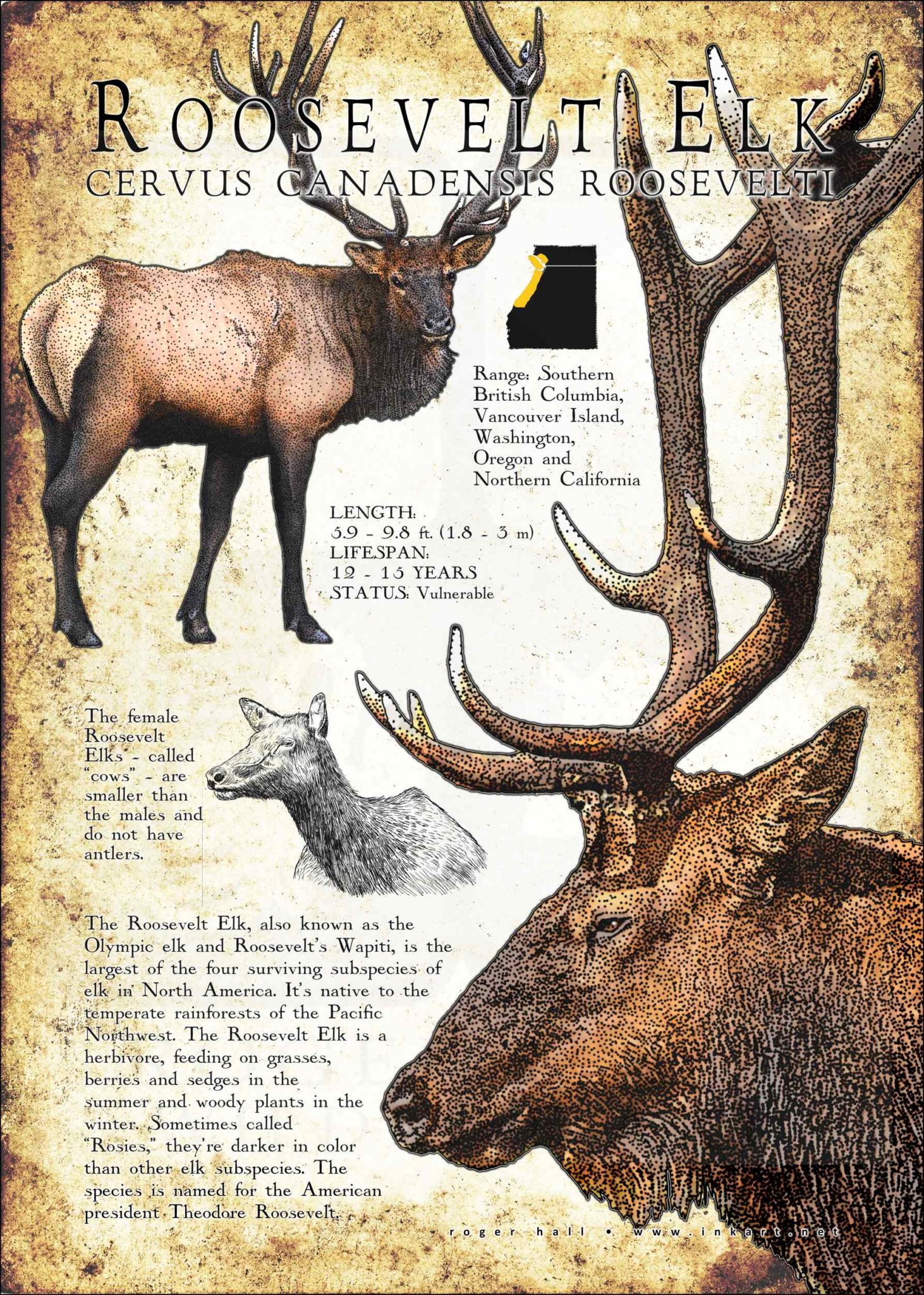 Roosevelt Elk Poster / Infographic