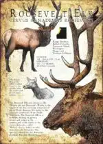 Roosevelt Elk or Wapiti poster design