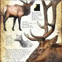Roosevelt Elk or Wapiti poster design