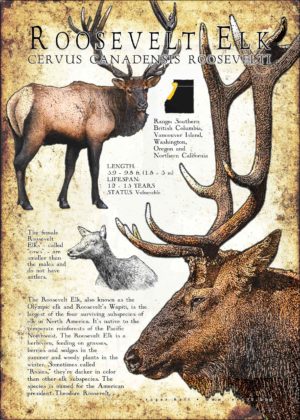 Roosevelt Elk or Wapiti poster design
