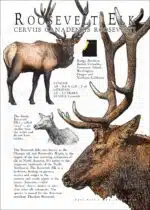 Roosevelt Elk or Wapiti