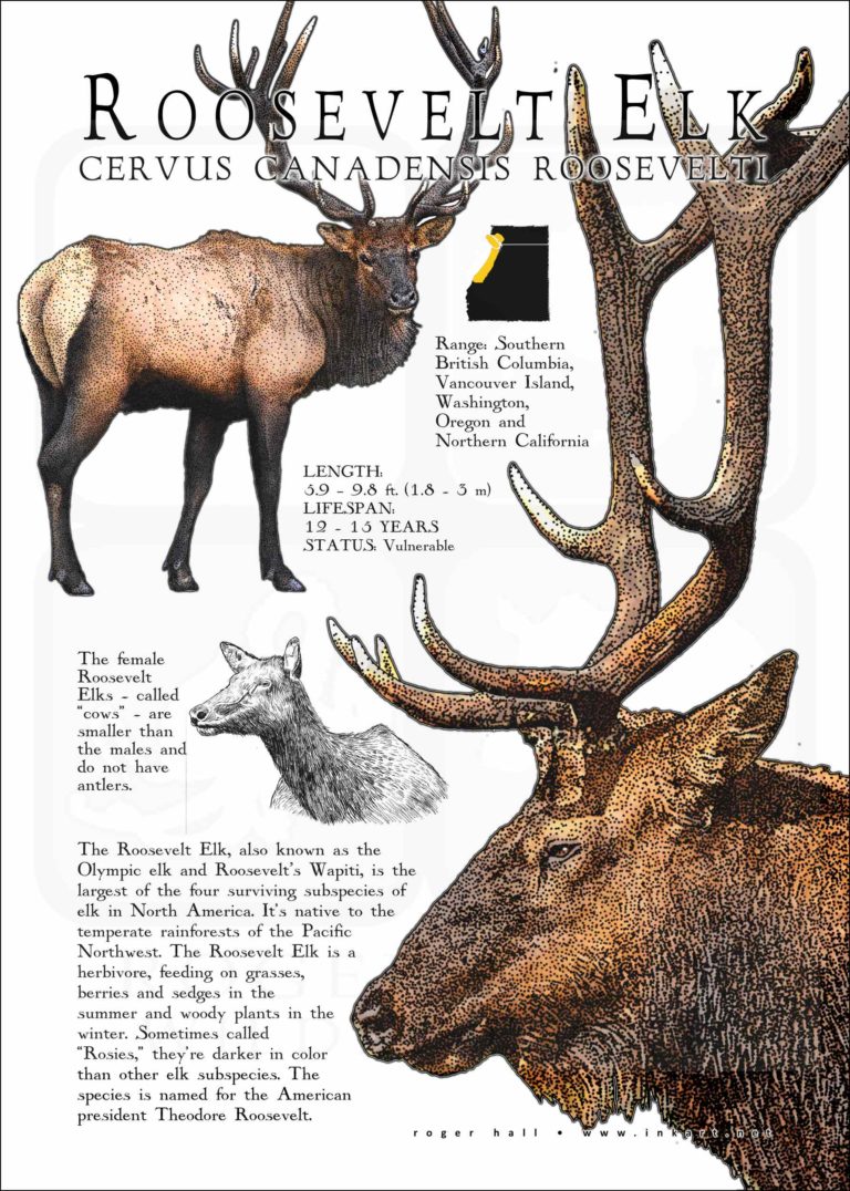 Elk Types Roosevelt Elk Poster / Infographic