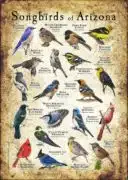 Songbirds of Arizona poster print