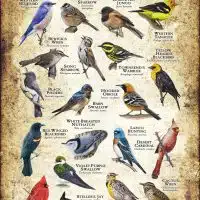 Songbirds of Arizona poster print