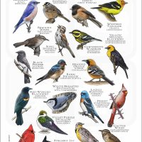 Songbirds of Arizona poster