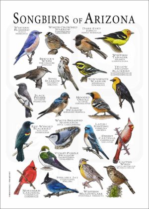 Songbirds of Arizona poster