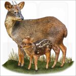 Southern Pudu and young illustration