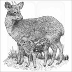 Southern Pudu