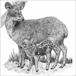 Southern Pudu and young