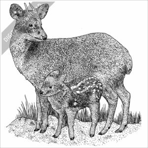 Southern Pudu and young