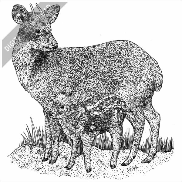 Southern Pudu and young