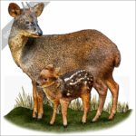 Southern Pudu stock image