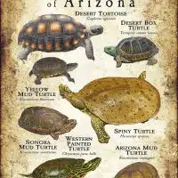 Turtles and Tortoises of Arizona Poster print
