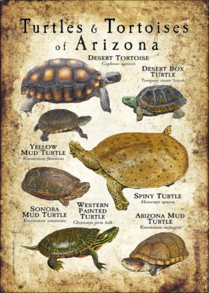Turtles and Tortoises of Arizona Poster print