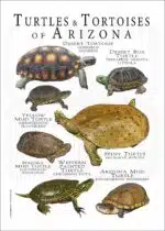 Turtles of Tortoises poster design