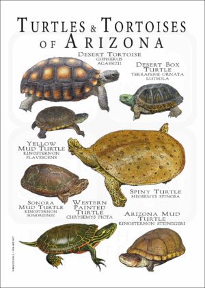 Turtles of Tortoises poster design