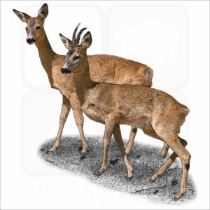 Western Roe Deer illustration